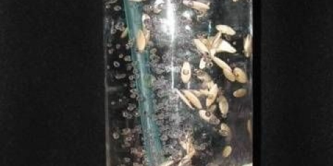 Kako potopiti sjeme krastavca za sadnice